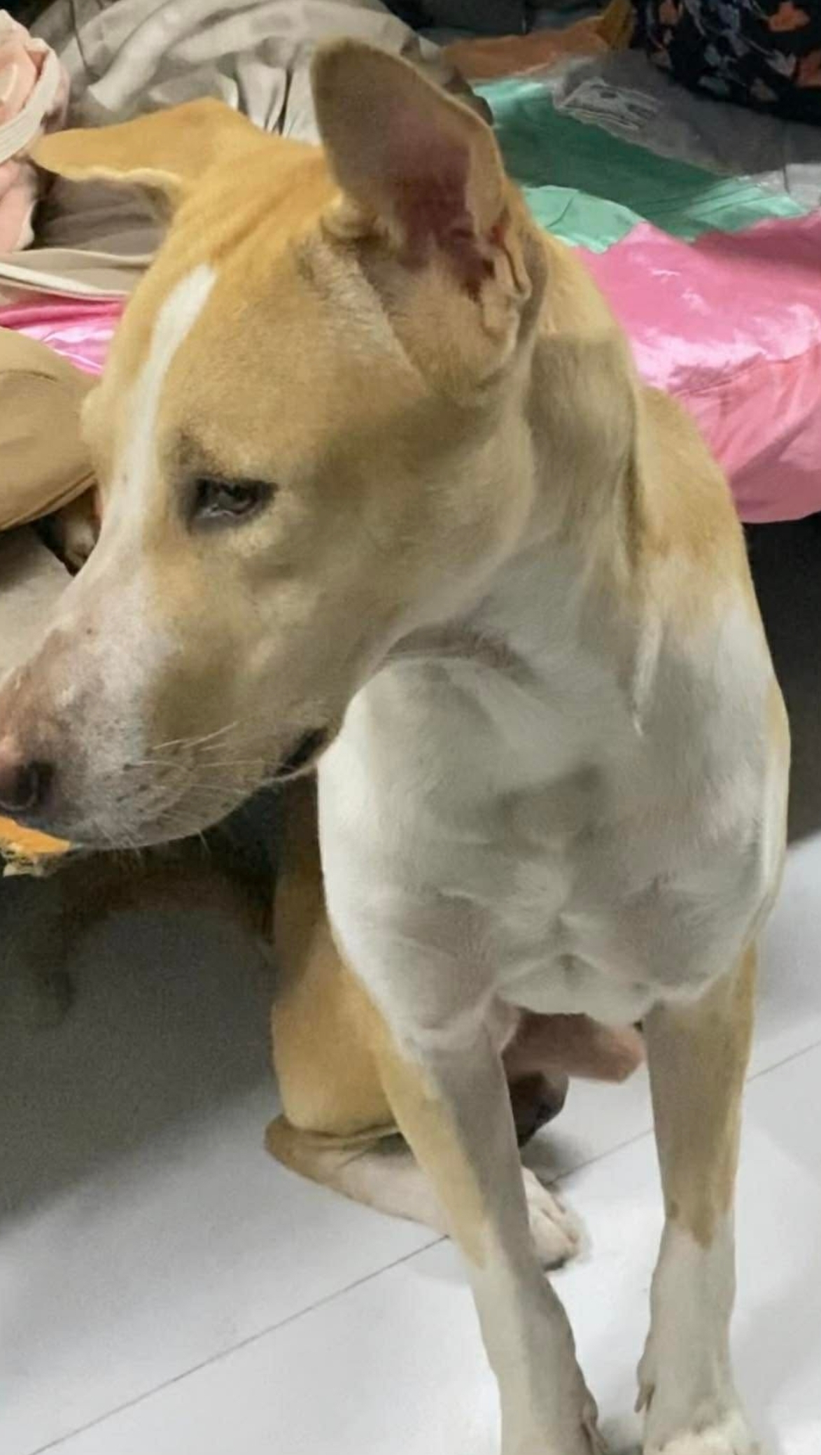 🐾 tìm chuộc chú chó cỏ lông vàng lạc tại TP HCM