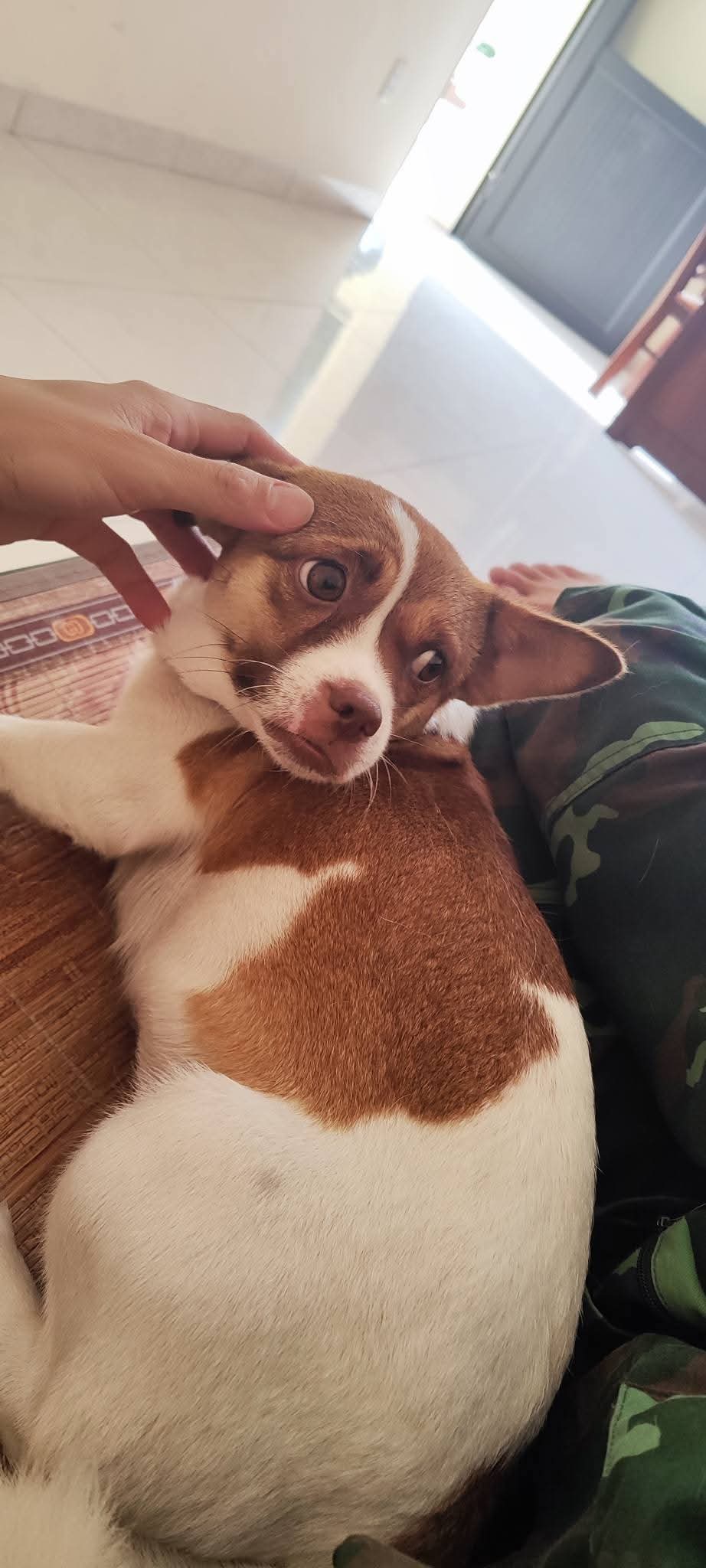 Tìm chuộc chú chó thất lạc ở Hải Phòng
