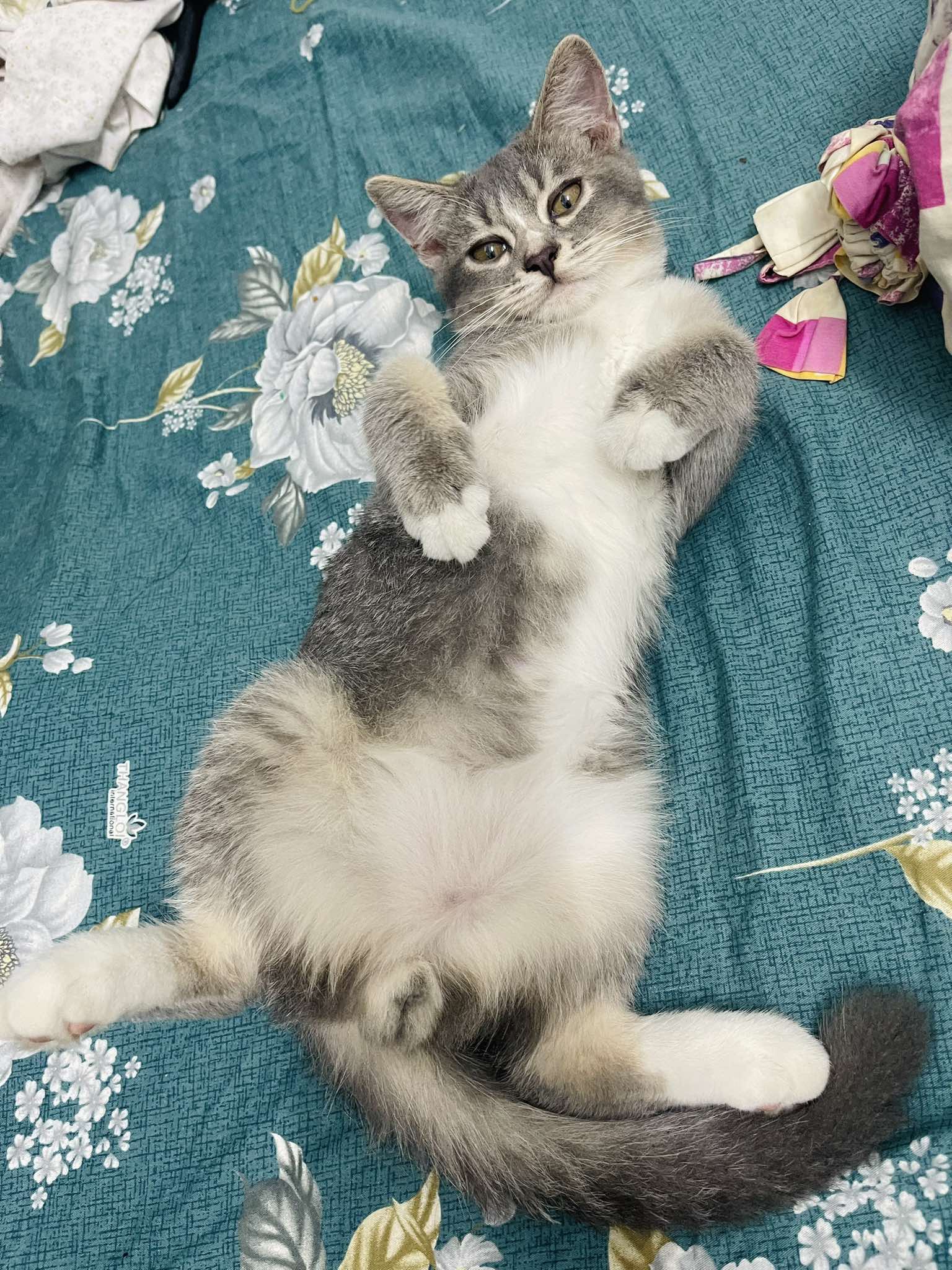 Tìm chuộc bé mèo thất lạc ở Tây Ninh