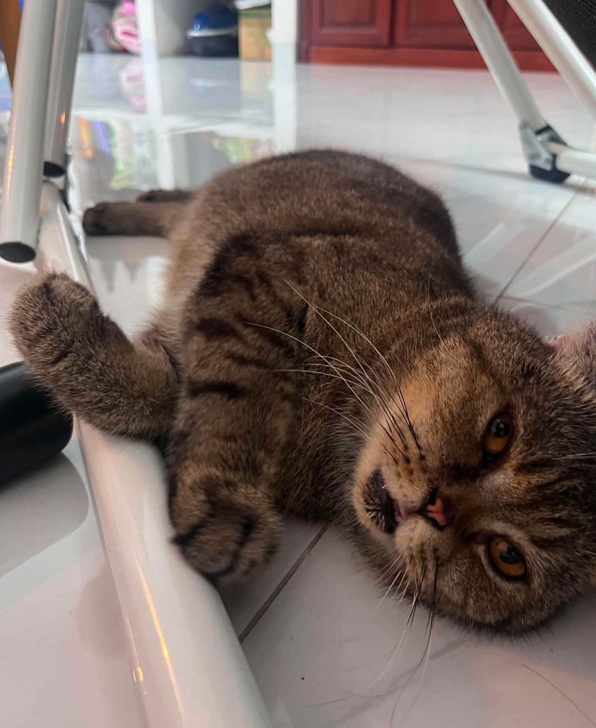 🐾 Tìm chuộc bé mèo ALN lai lạc tại TP HCM