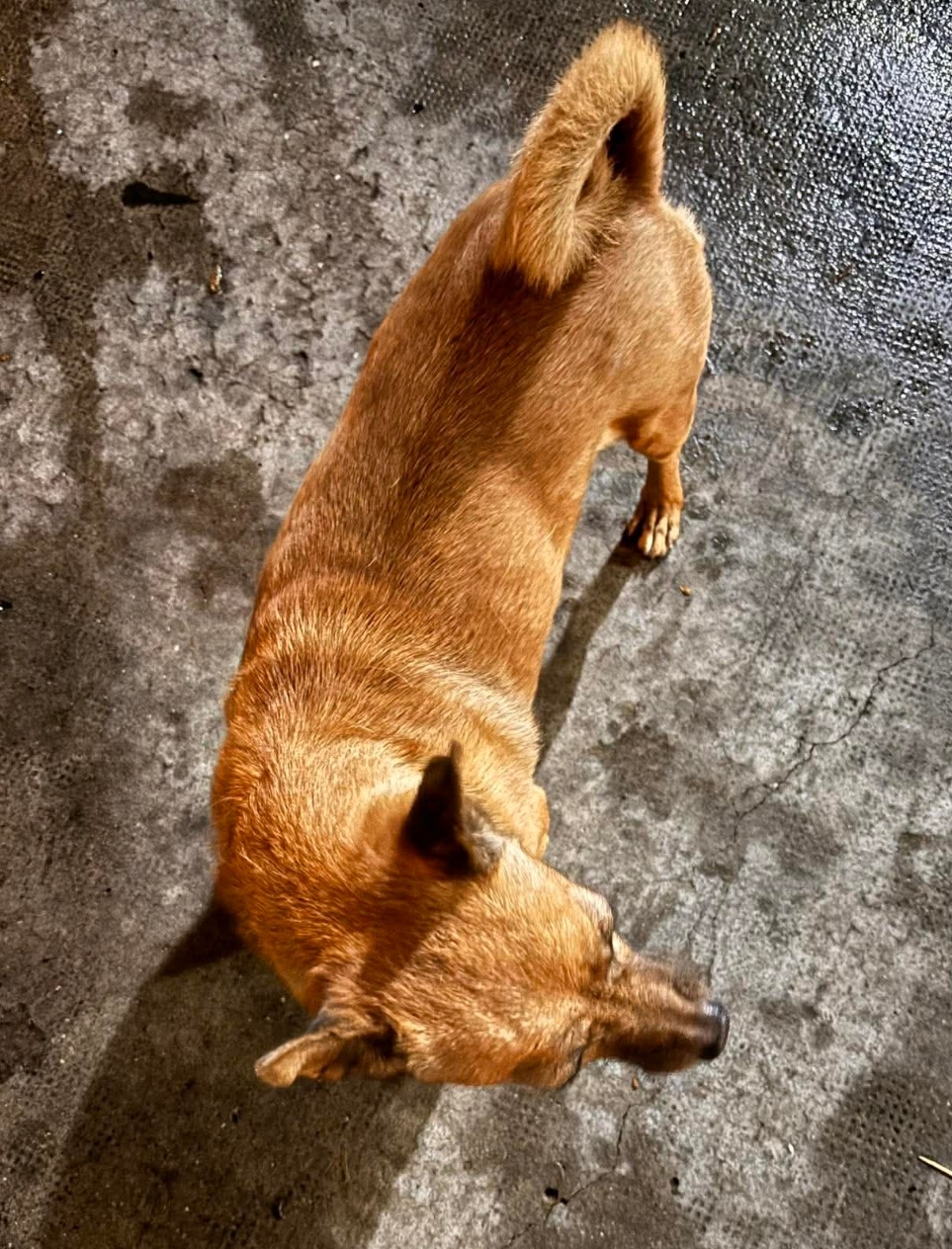 🐾 Tìm chuộc bé chó Póc Lai Ta lạc tại TP HCM