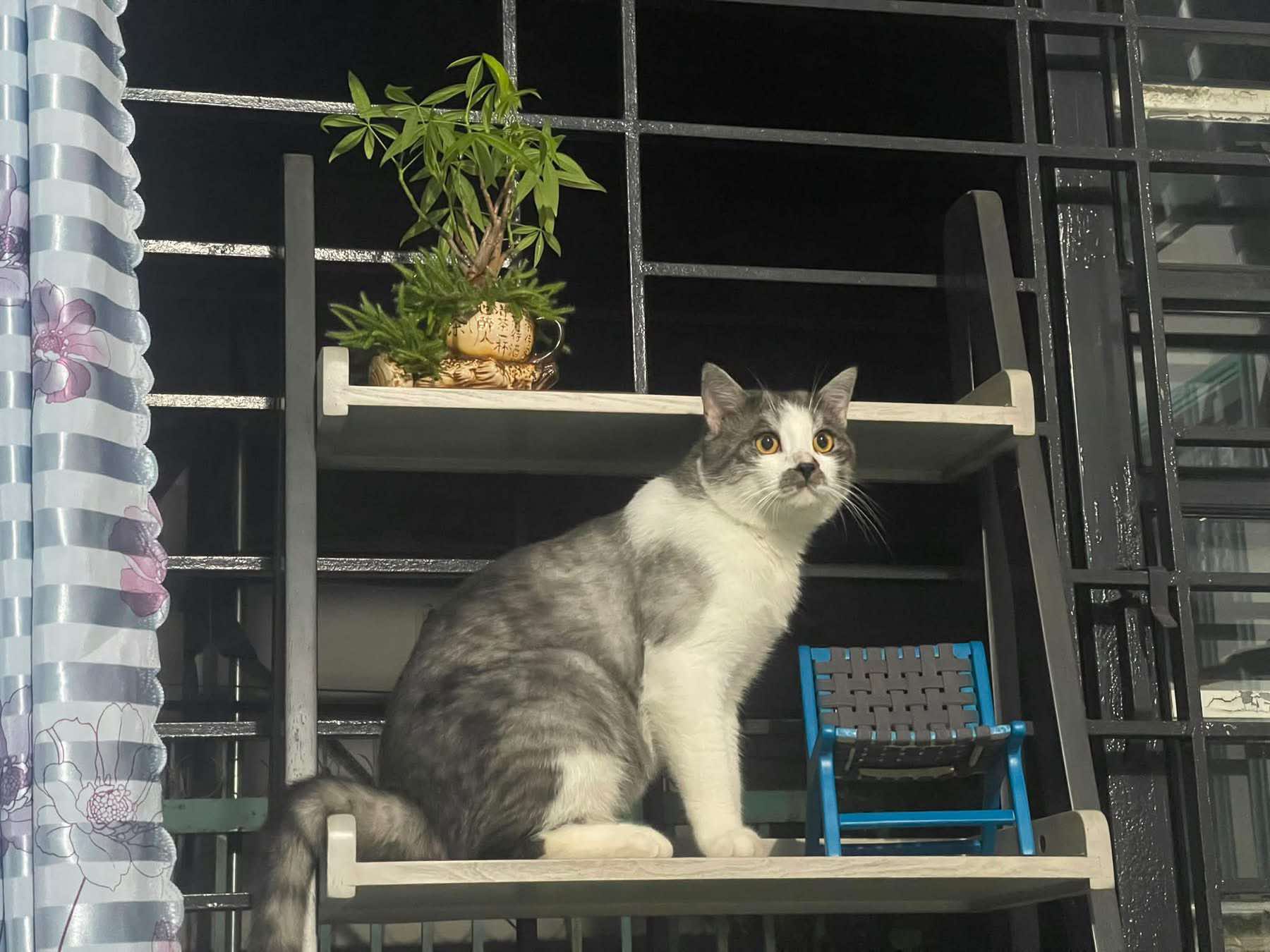 🐾 tìm chuộc bé mèo bicolor trắng đen lạc tại TP HCM 