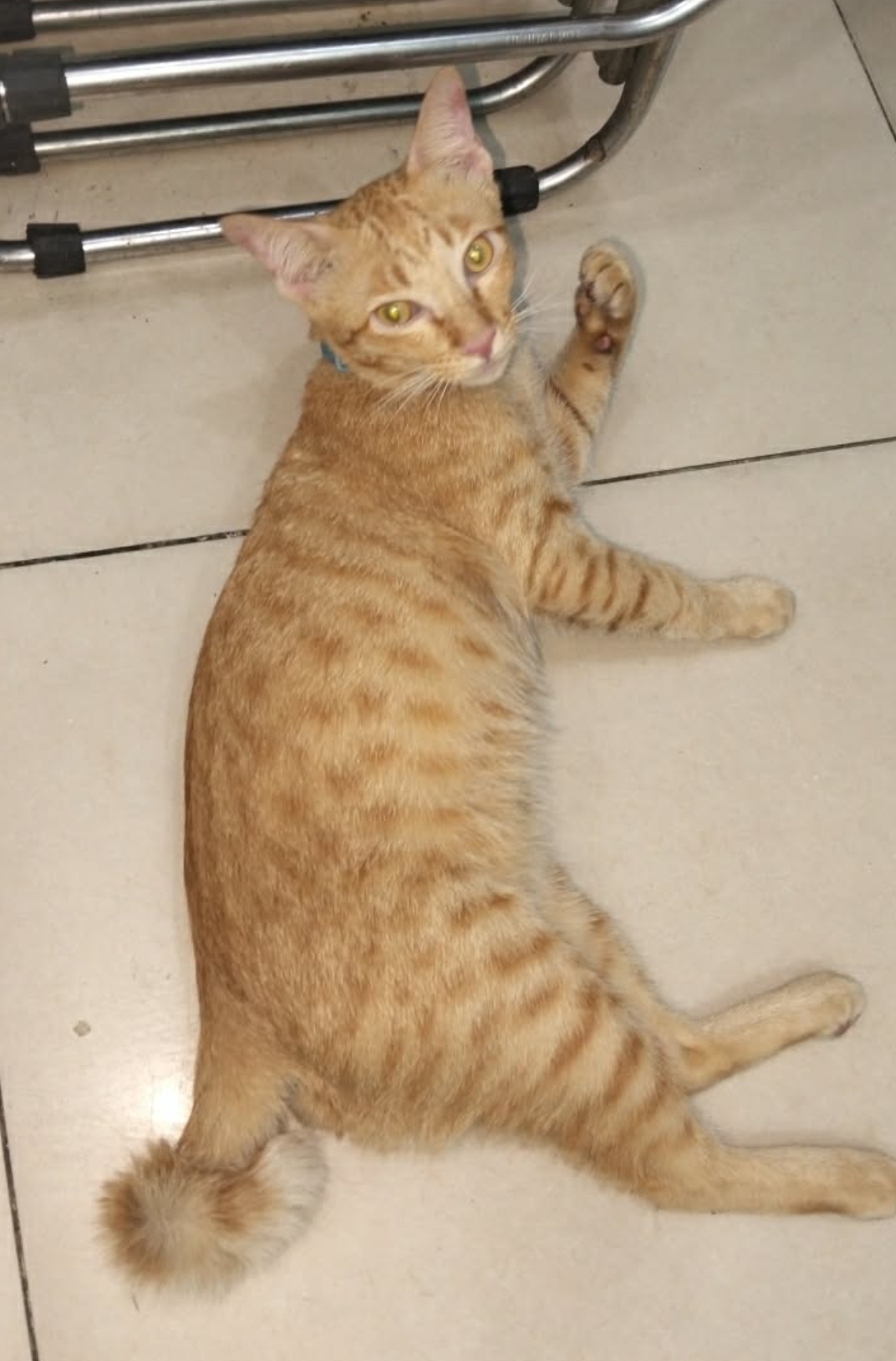 🐾tìm chuộc bé mèo cam lạc tại TP HCM 