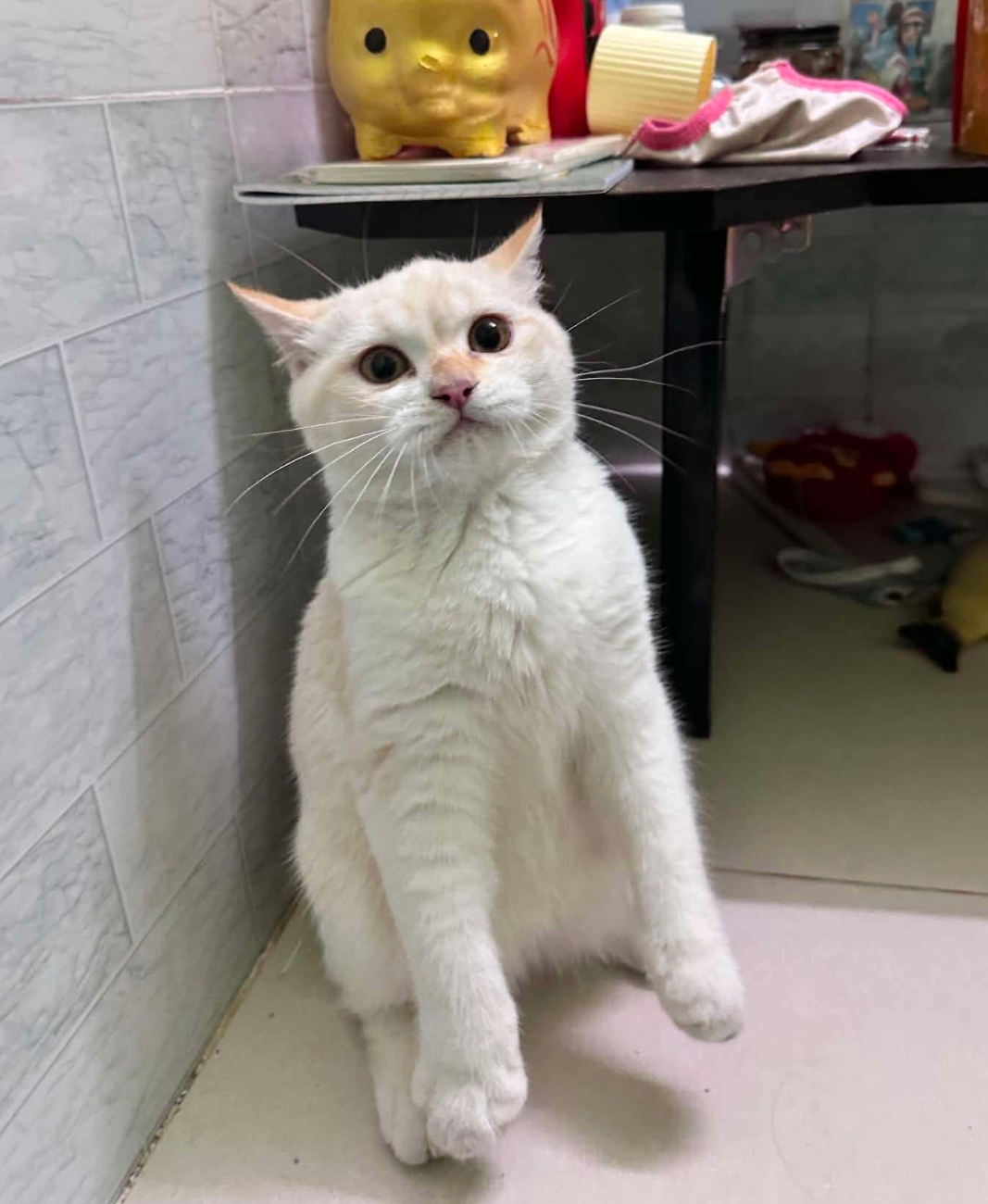 🐾 tìm chuộc bé mèo ALN lạc tại TP HCM