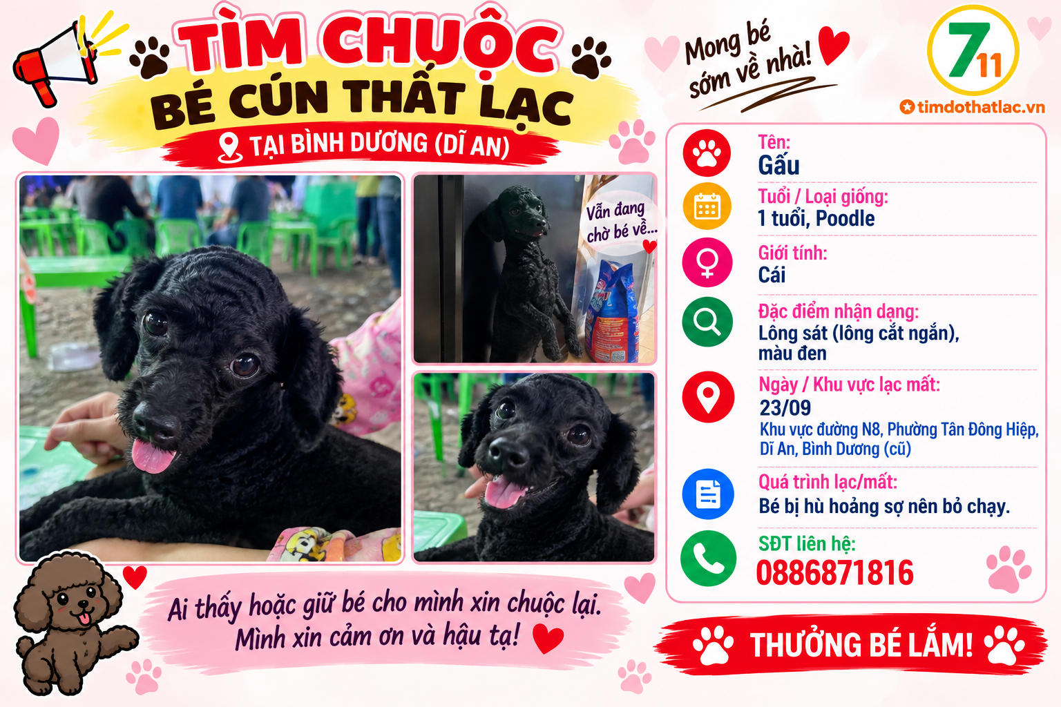 🐾 tìm chuộc bé Poodle lạc tại Bình Dương