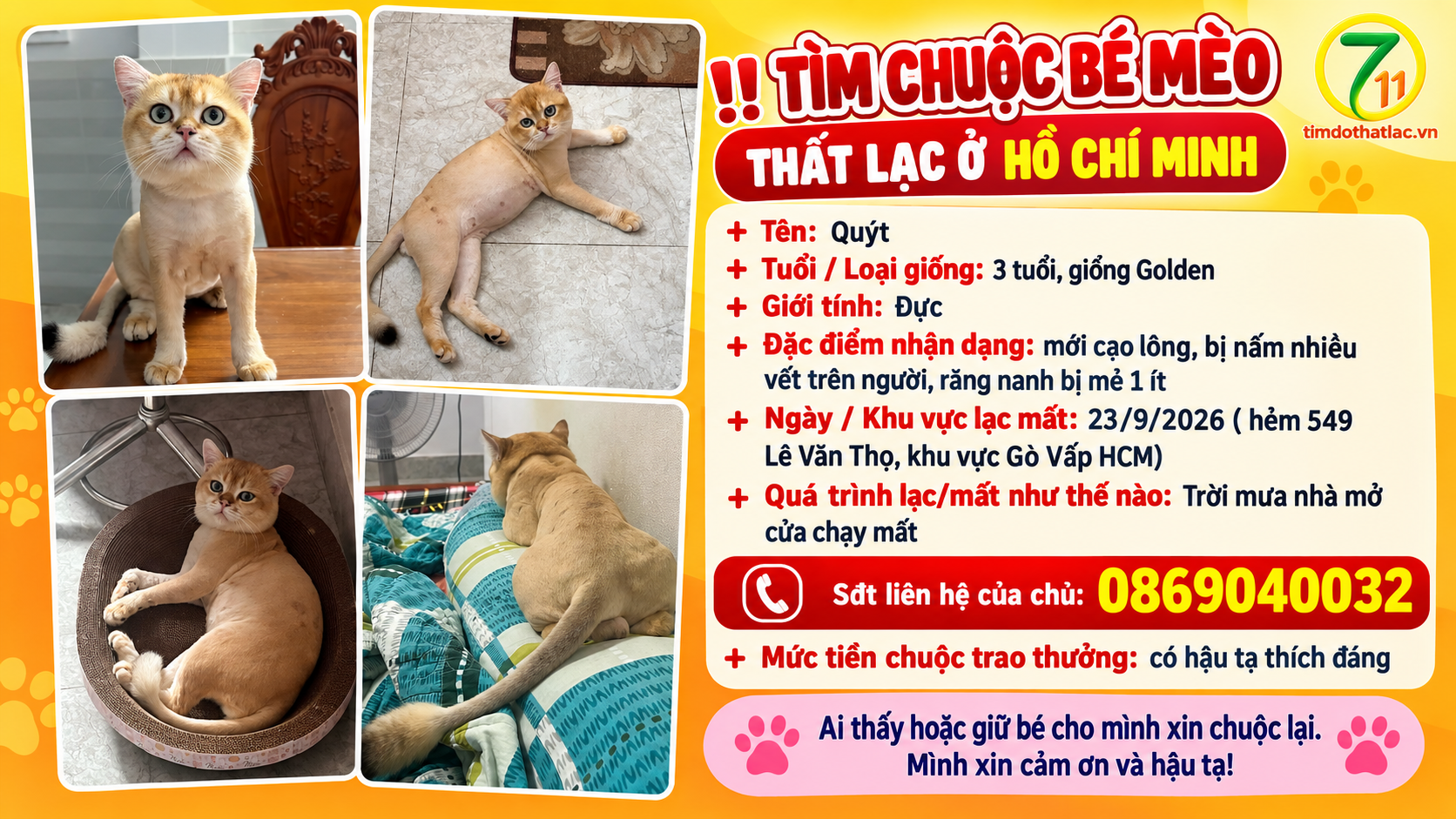 Tìm chuộc bé mèo thất lạc ở Hồ Chí Minh
