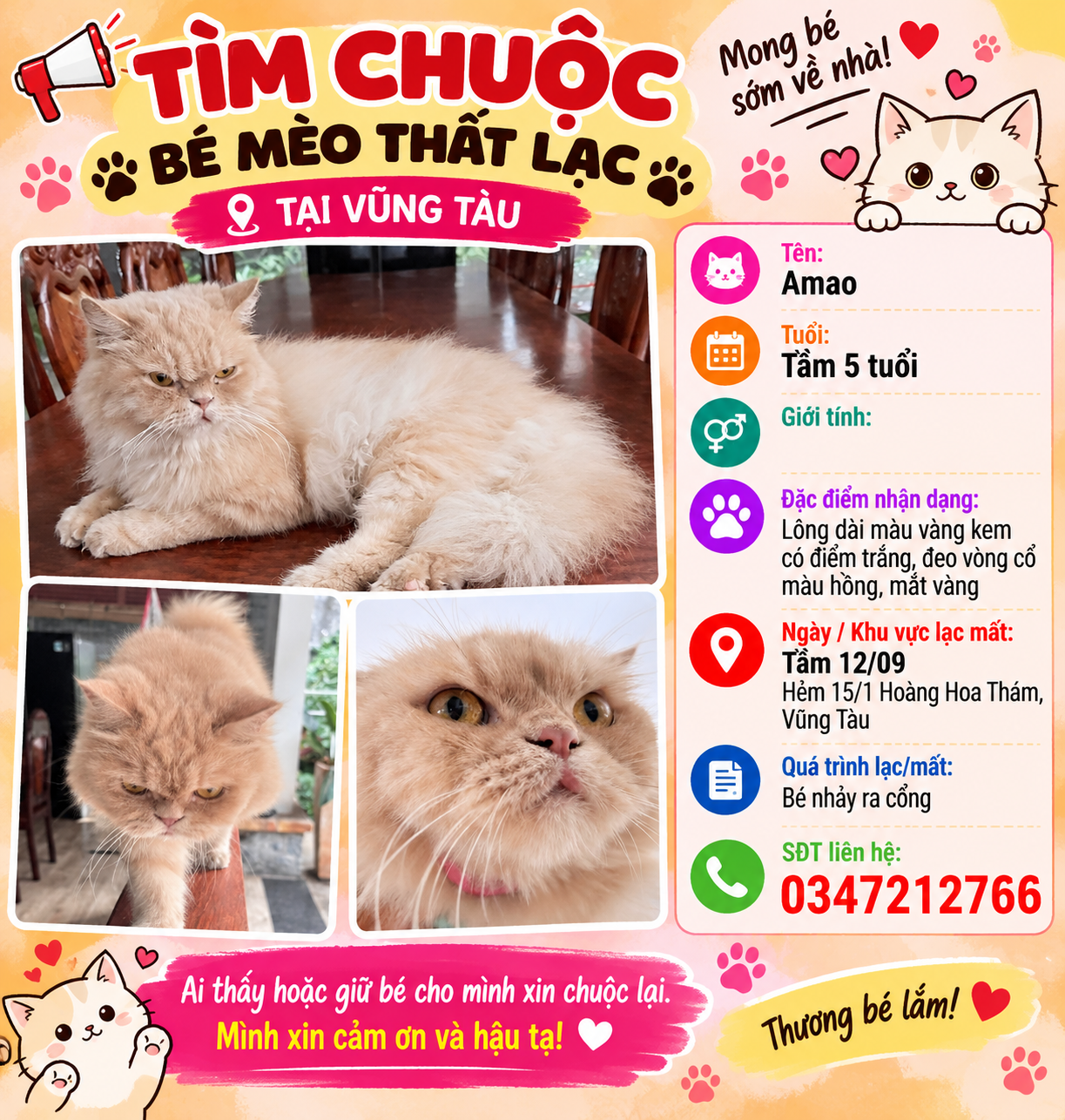 🐾 tìm chuộc bé mèo lông dài lạc tại Vũng Tàu