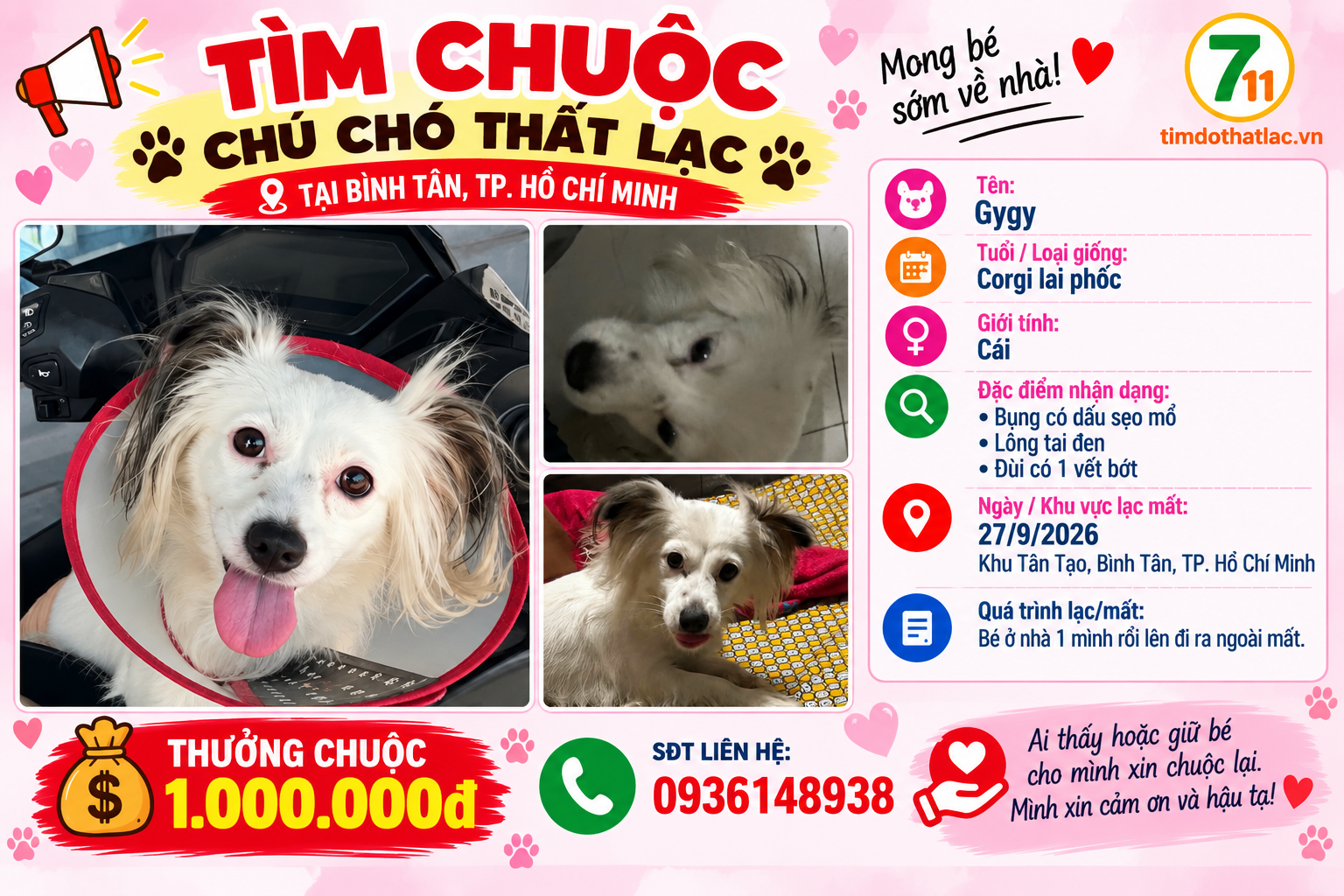 Tìm chuộc chú chó thất lạc ở Hồ Chí Minh