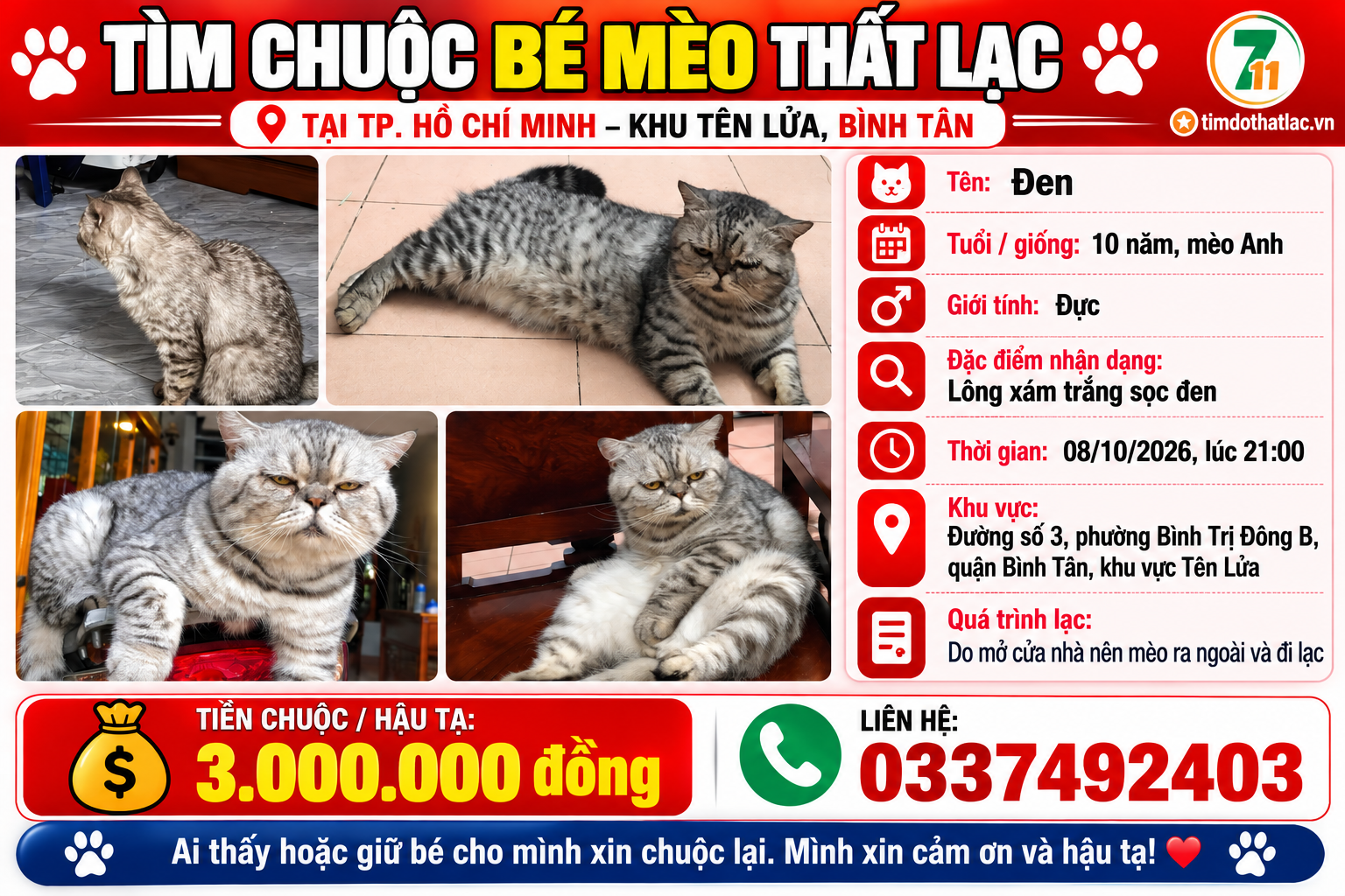 Tìm chuộc bé mèo thất lạc ở Hồ Chí Minh