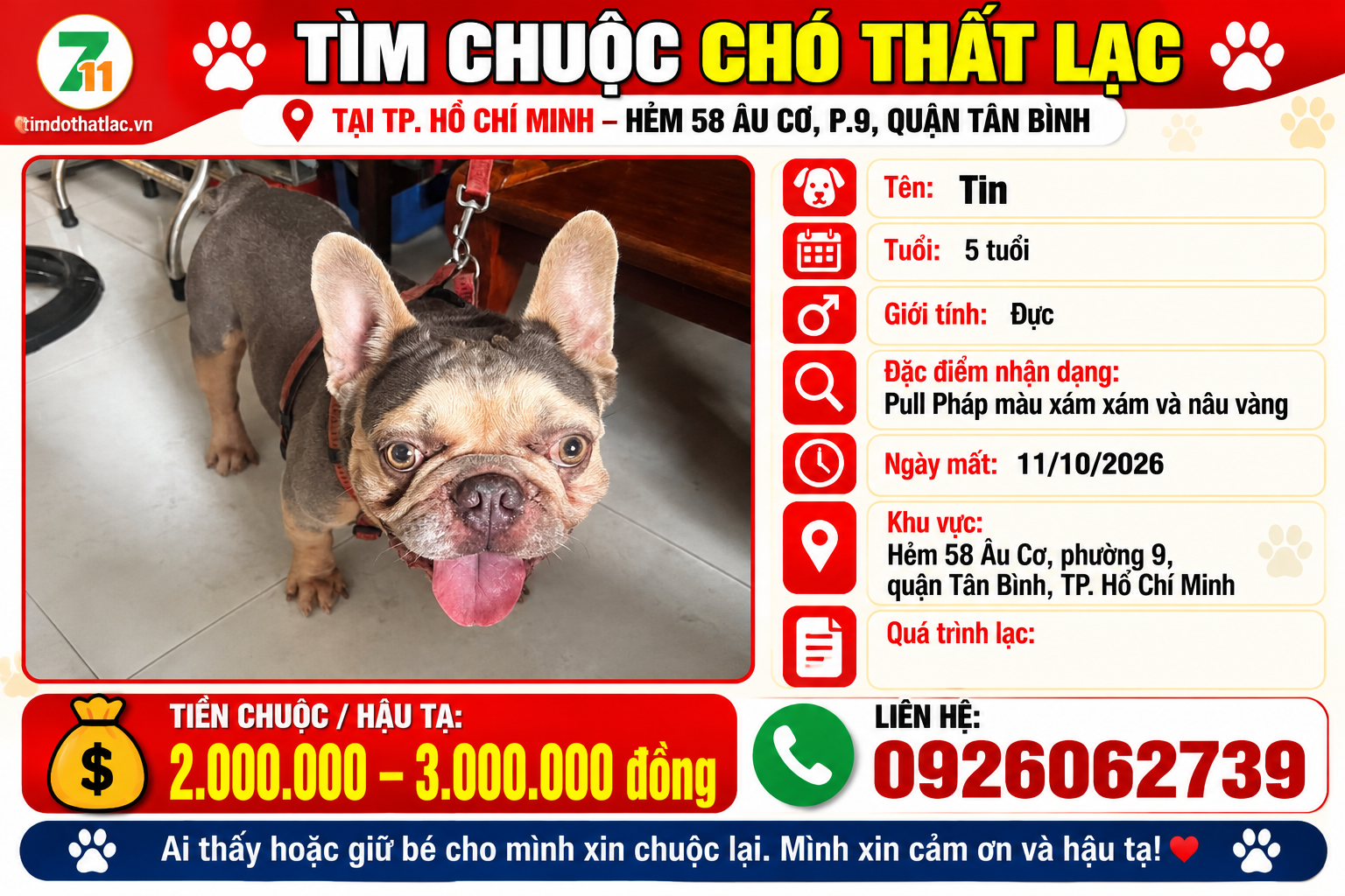 Tìm chuộc chú chó pull pháp thất lạc ở Hồ Chí Minh