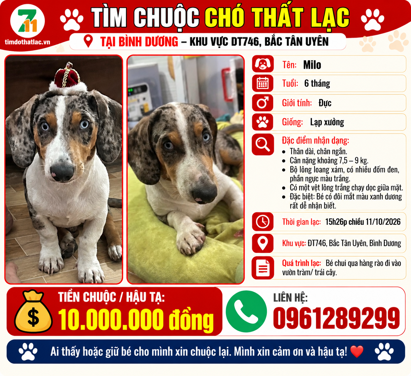 🐾 tìm chuộc chú chó lạp xưởng lạc tại  Bình Dương