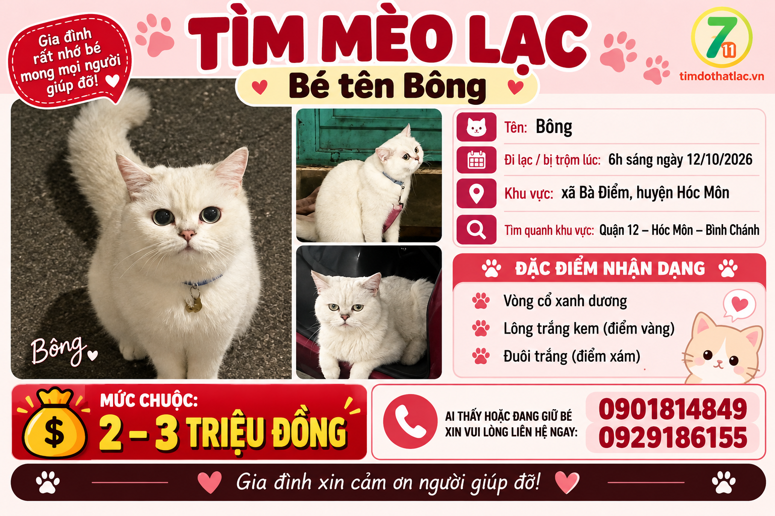 Tìm chuộc bé mèo thất lạc ở Hồ Chí Minh