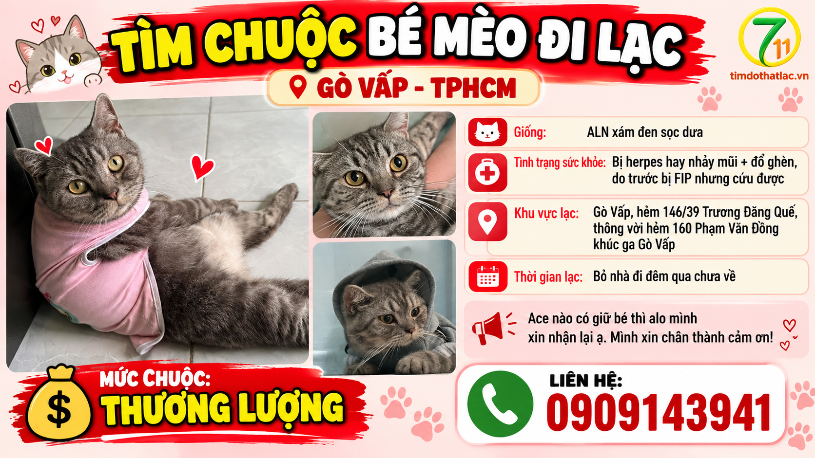🆘 TÌM CHUỘC BÉ MÈO ĐI LẠC Ở GÒ VẤP - TPHCM