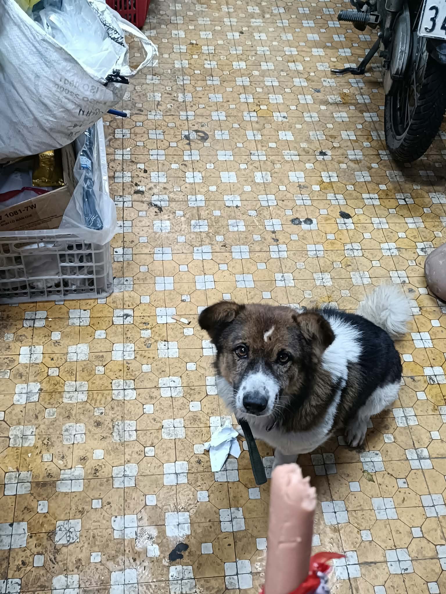 Tìm chuộc chú chó thất lạc ở Lâm Đồng